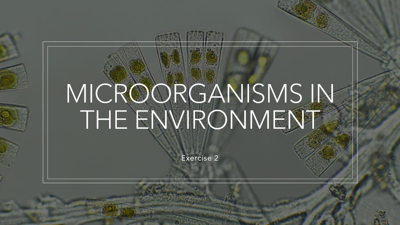 Microorganisms In The Environment