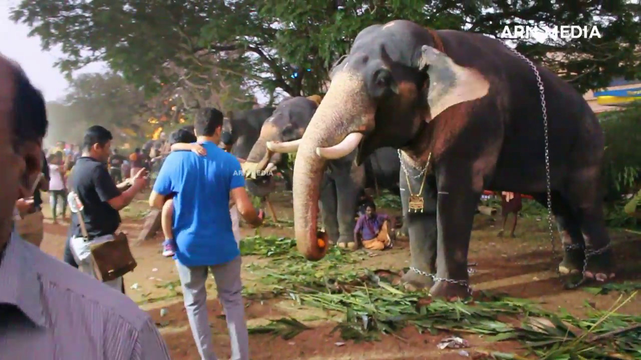 തൃശ്ശൂർ പൂരം ആനകൾ Thrissur Pooram 2017 Elephants