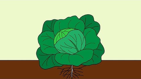 Quá trình phát triển của cây bắp cải | Life cycle of a cabbage plant | Hand drawn 2D animation