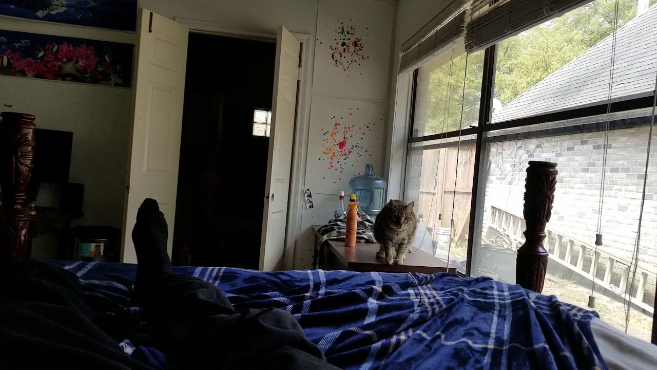 My cat hates my bad singing