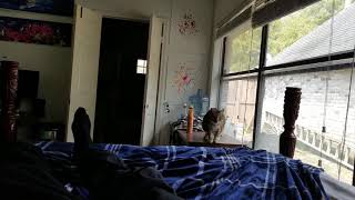 My cat hates my bad singing