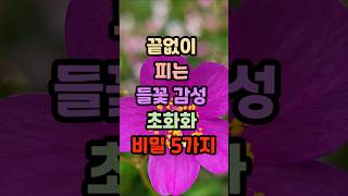 꽃이 공중에 떠 있는 것처럼 피는 신기한 식물입니다.