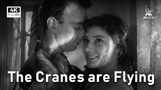 The Cranes are Flying | DRAMA | FULL MOVIE