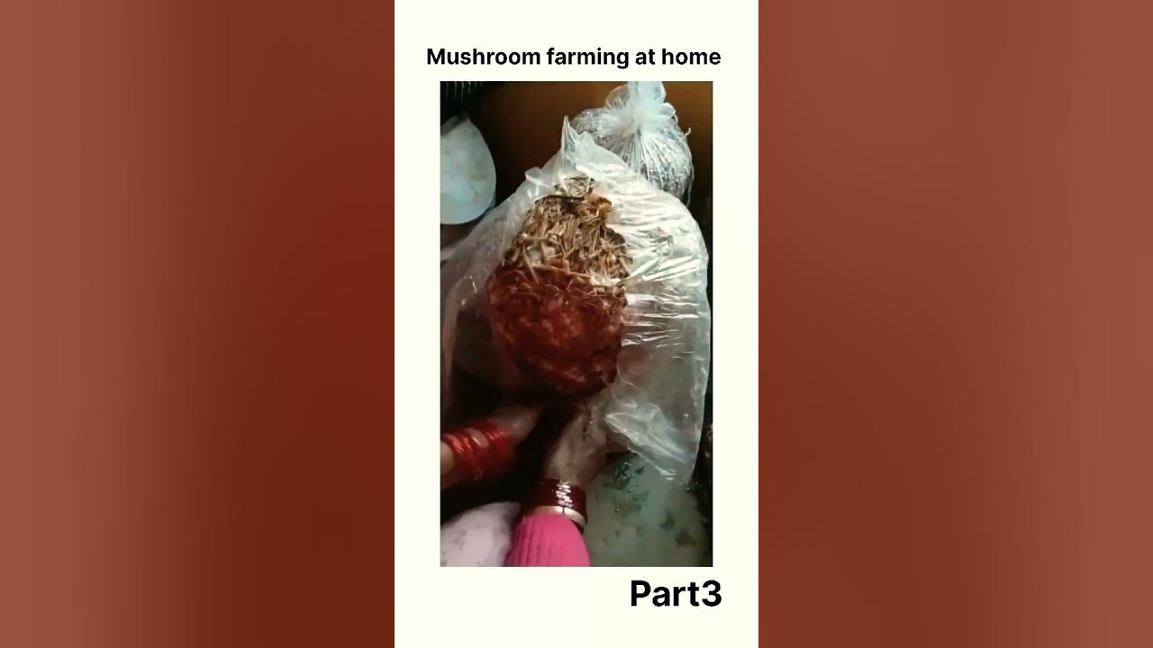 mushroom-farming-at-home-part-3-mushroom-farming-keepsupporting