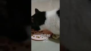 Masih sedih kehilangan kucing kesayangan soalnya udah lama banget bareng 9 tahun🥺😭