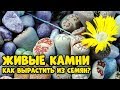 ЖИВЫЕ КАМНИ. ЭКЗОТИКА ИЗ СЕМЯН - ЛЕГКО!