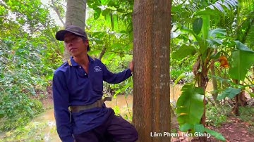 A school of climbing saws a large yellow cotton tree close to the riverbank.