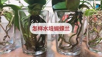 蝴蝶兰 Youtube