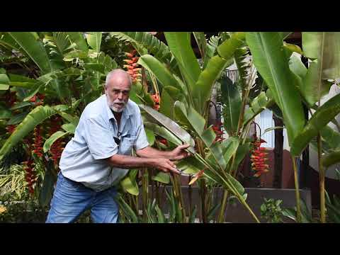 Vídeo: Guia de Poda de Helicônia: Como Aparar Plantas de Helicônia de Garra de Lagosta