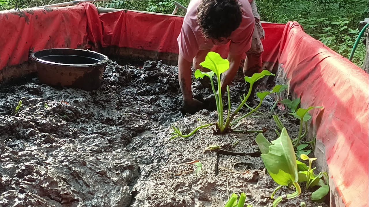 BONGKAR KOLAM PEMIJAHAN BELUT #budidayabelut 