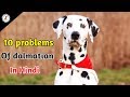 10 Problems OF Dalmatian / in Hindi / Dalmatian problems の動画、YouTube動画。