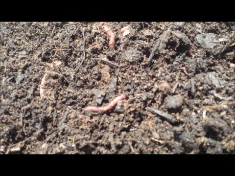 Redworm laying an egg cocoon