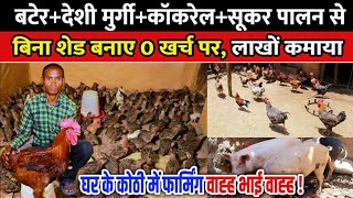 बटेर+देशी मुर्गी+काकरेल+सूकर पालन से लाखों की कमाई।। Bater+Deshi murgi+Sonali+ pig farming