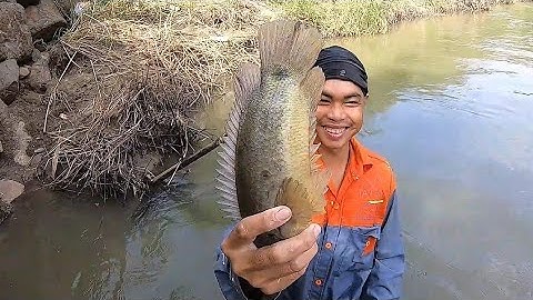 Nước Lũ rút CHÍCH CÁ LÓC 15 kg cá lóc cá trê RÔ PHI # XA QUÊ VLOG