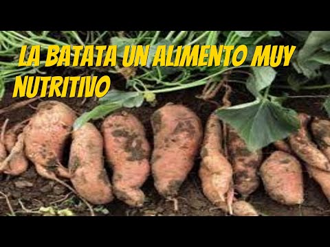 Video: ¿Qué insectos comen las plantas de batata?