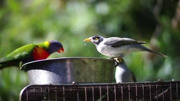 Computar 75 mm F1.4  c mount lens test of rainbow lories  on NEX 3 APS sensor.