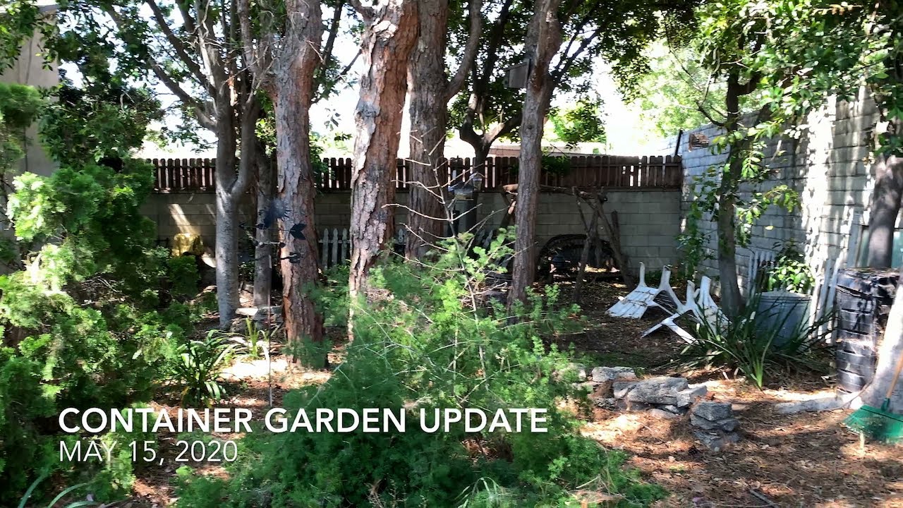 Container Garden Update - May 15, 2020: Fertilizing, Flowers, And More