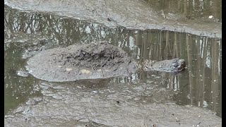 Snapping Turtle Wants More Water