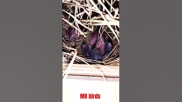 Java chicks #bird #shorts