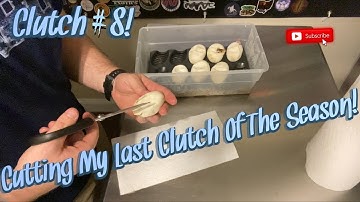 Cutting My Last Clutch Of The Season! || Clutch # 8!