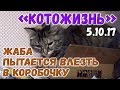 Жаба пытается втиснуться в коробочку ❖ КОТОЖИЗНЬ! 5.10.2017