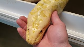 Burmese Python