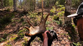 Shed Hunting with my BEST DOGS | MAINE MOOSE