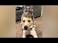 CATS vs DOGS - Who is FUNNIER, who is CUTER?