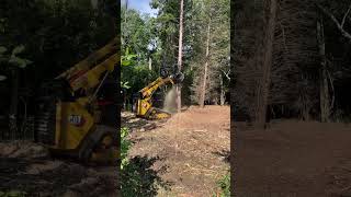 Forestry Mulcher Cuts Down Tree