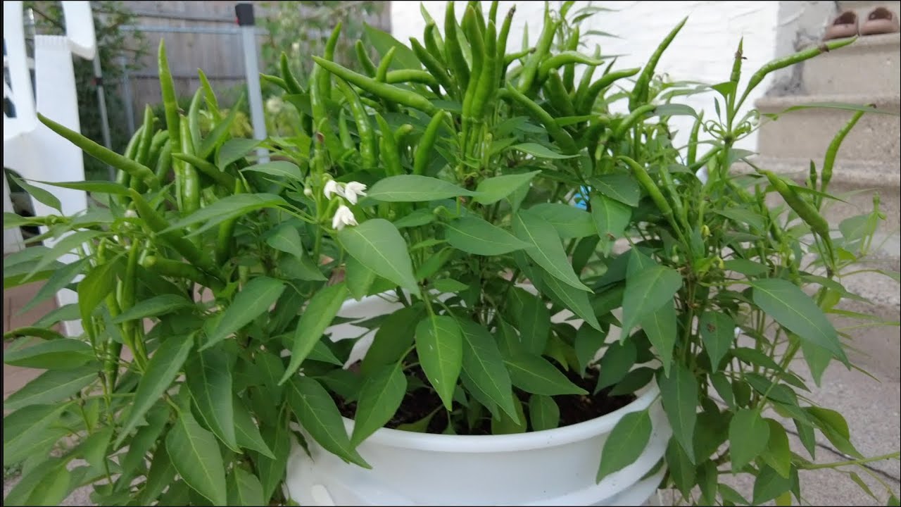 ပုံးတစ်ပုံးထဲကိုငရုတ်သီးပင် လေးပင်စိုက်ပျိုးနည်း-  4 chili plants in one bucket