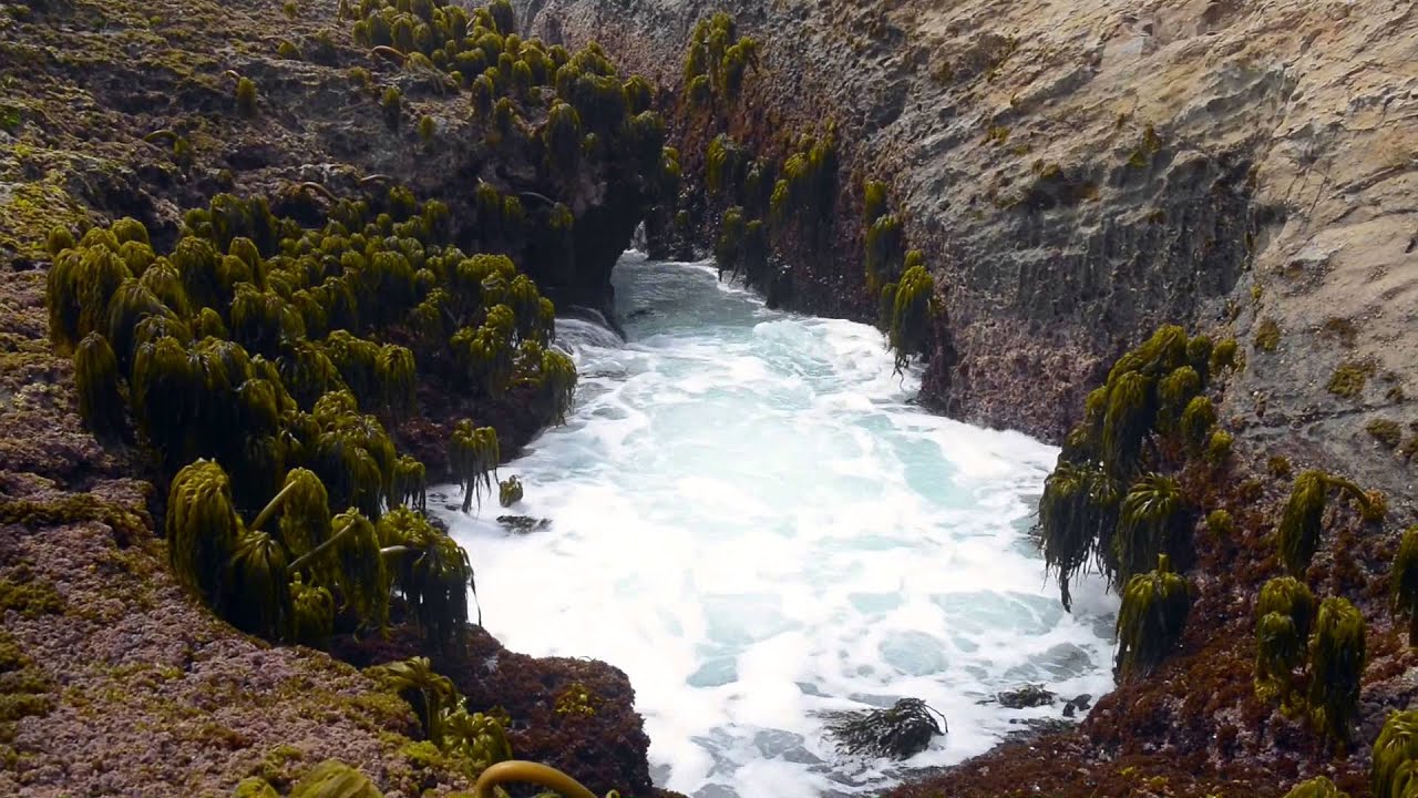 Mendocino tide pools - YouTube