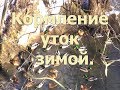 Кормление диких уток зимой. Как и чем правильно кормить диких уток.