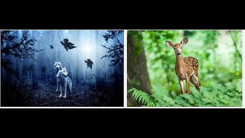 FOREST AND WILDLIFE RESOURCES CHAPTER 9 PART 1 CLASS 10 SS SST SOCIAL SCIENCE GSEB NCERT