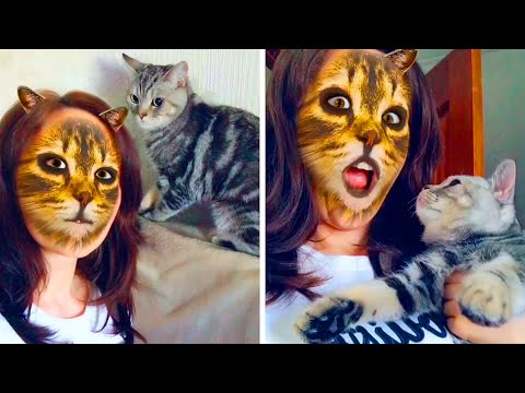 Почему кошки боятся кошачьих фильтров (им кажется, что вы кот)