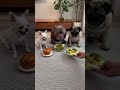 🐶🍗 Three Dogs. One Chicken Leg. Who Will Win? #usashorts #trending #funny #fyp #funniestvideo #viral