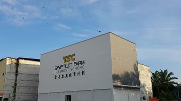 YSC Swiftlet Farm (金井燕子城)