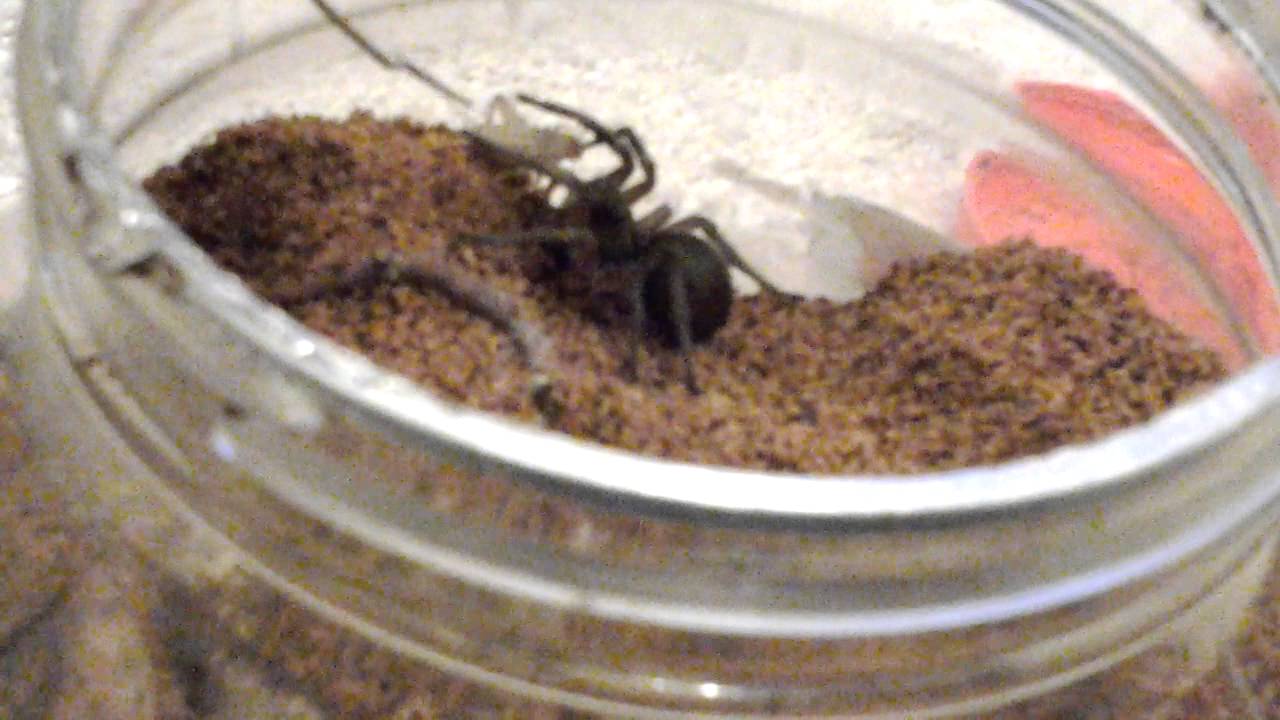insects picture Burrowing Wolf Spider Feeding Ep.1