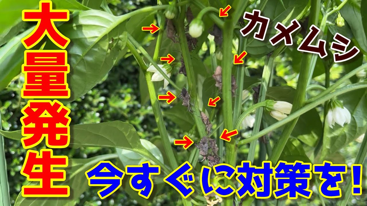【ピーマン】手遅れになる前に！プランターですぐやるべきカメムシ対策【家庭菜園】