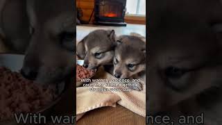 A Heartbreaking Wolf Rescue That Ends in the Most Beautiful Way