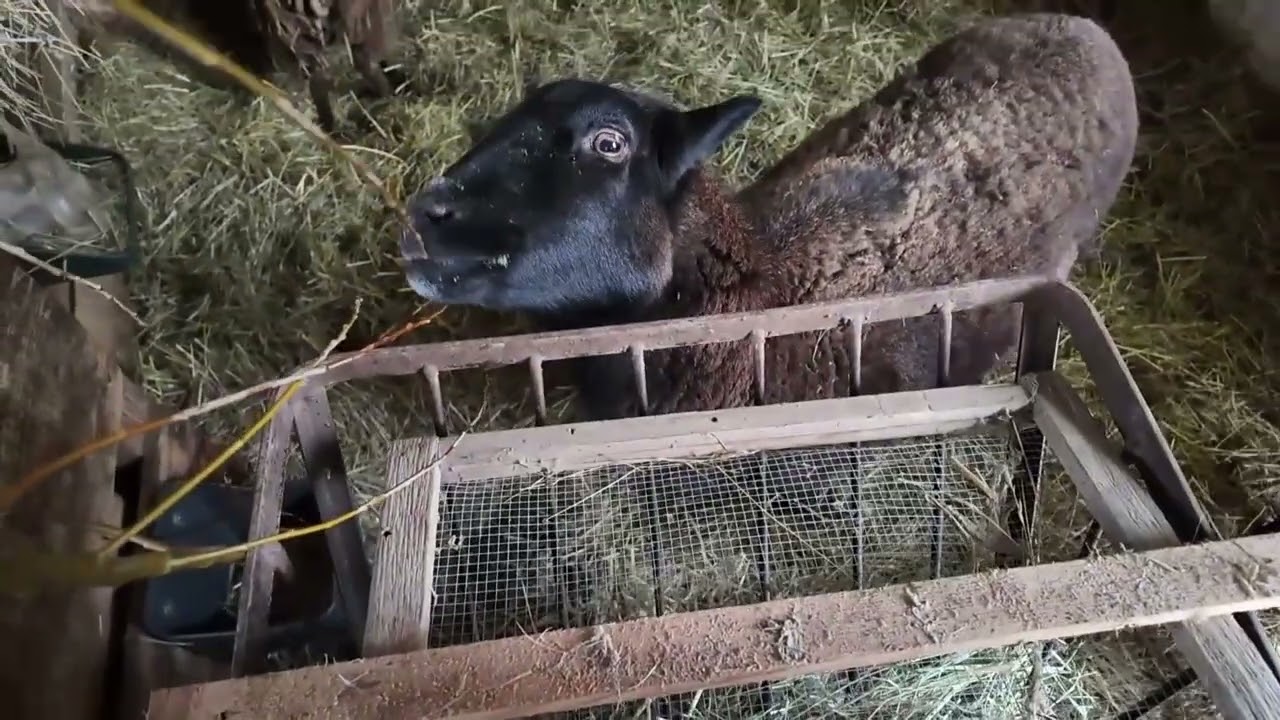 Větve pro ovce/ něco jako vlog