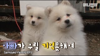 개 머리속의 지우개 1화 ㅣ Bad Samoyed Papa Dog Can't Remember His Puppies EP1