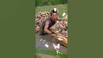 vất vả nghề thu hoạch ngó sen #shorts