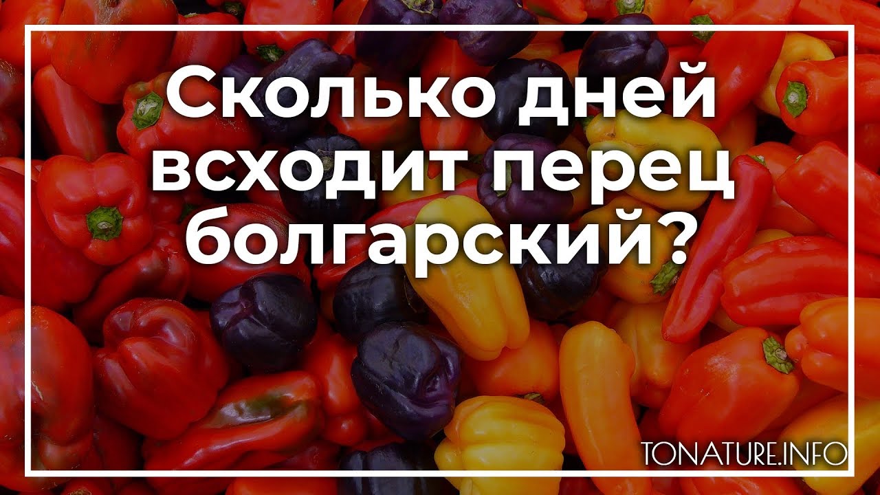 Сколько всходит перец из сухих семян сладкий. Сколько дней всходит пере. Сколько всходит перец. Сколько дней всходит перец. Сколько дней всходит перец болгарский.