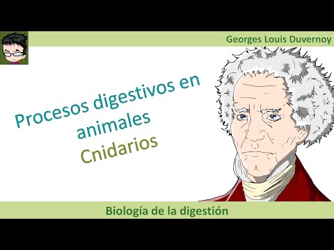 Video: ¿Por qué el celenteron se llama cavidad gastrovascular?