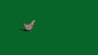 Chicken Green Screen Video