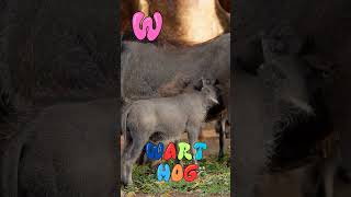 The Beautiful Warthog | Facts about Warthogs #kidslearning #warthogs #shorts