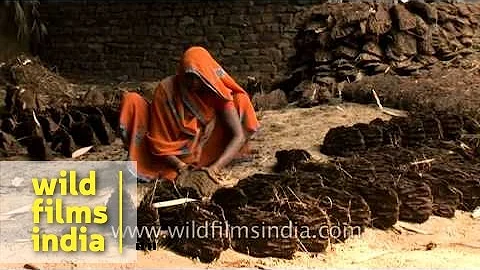 Indian villager makes cow dung cakes for use as cooking fuel, Uttar Pradesh