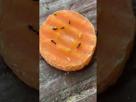 Ants eating carrots - YouTube