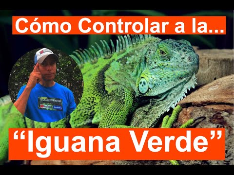 Video: Control de iguanas: cómo deshacerse de las iguanas en su jardín