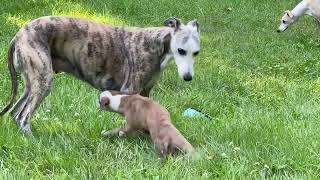 Whippet Family Outdoor Playtime by AggieInCapeCod 262 views 8 months ago 3 minutes, 52 seconds